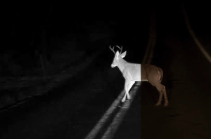 The Main Factors Affecting Deer Collisions