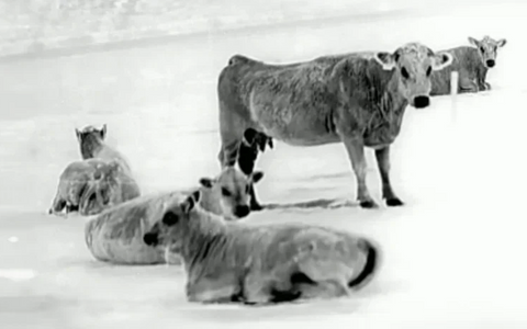 Why Ranchers Should Invest in Thermal Vision for Calving Season