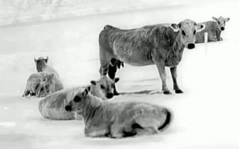 Why Ranchers Should Invest in Thermal Vision for Calving Season